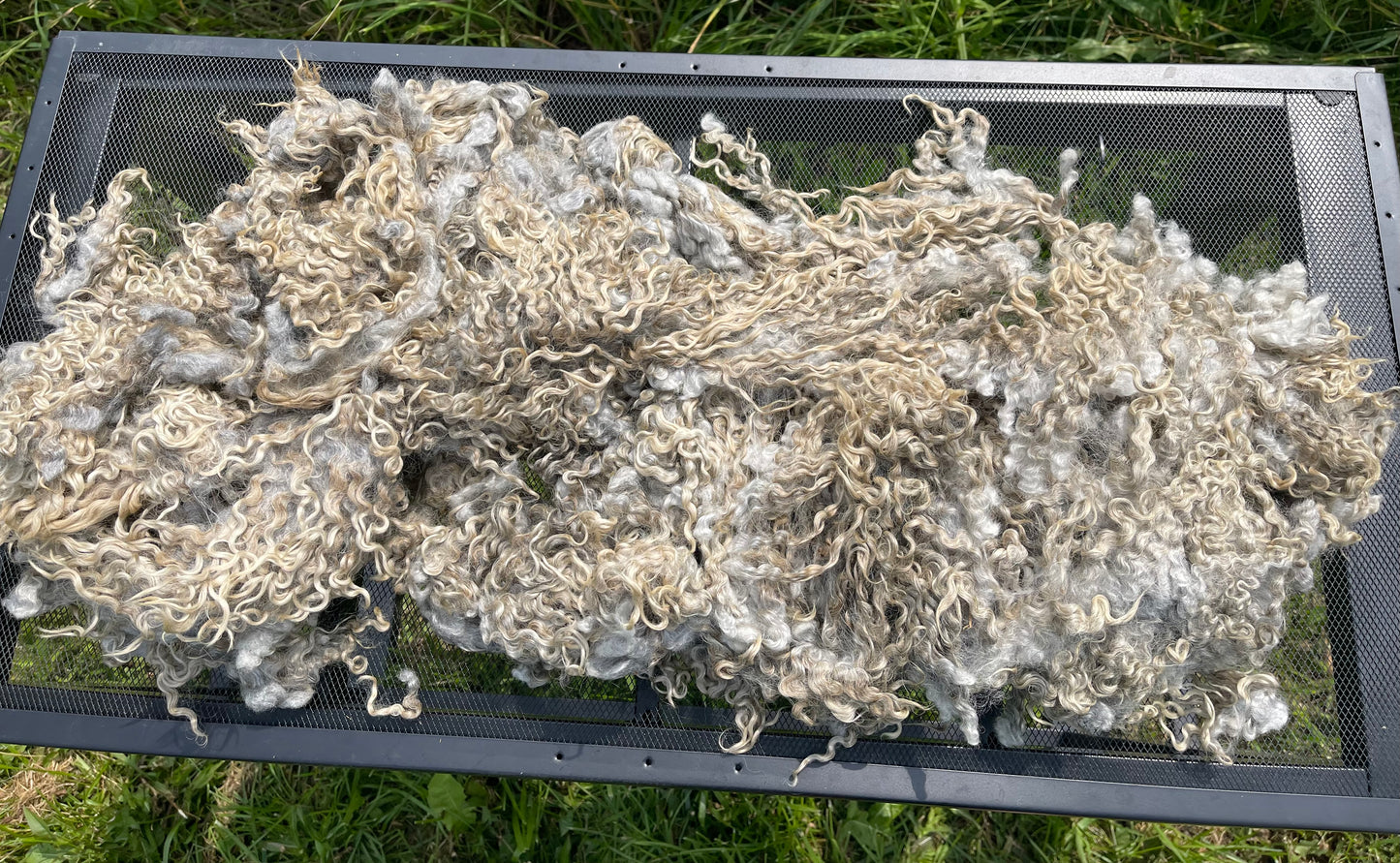 Gotland LOCKS fleece raw