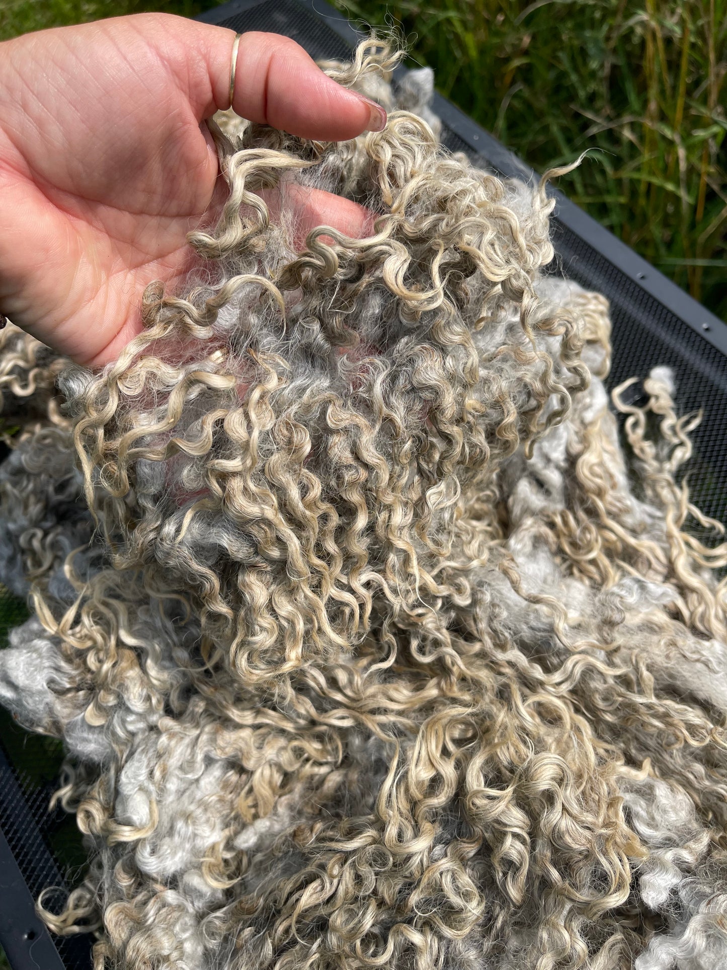 Gotland LOCKS fleece raw