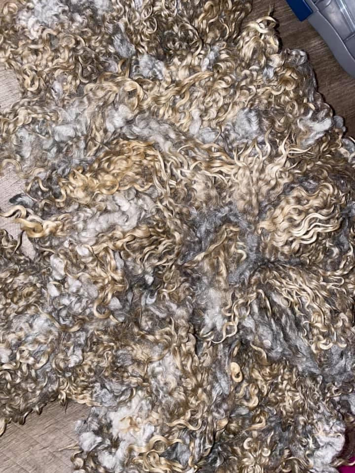 Gotland LOCKS fleece raw